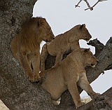 Lions in Serengeit